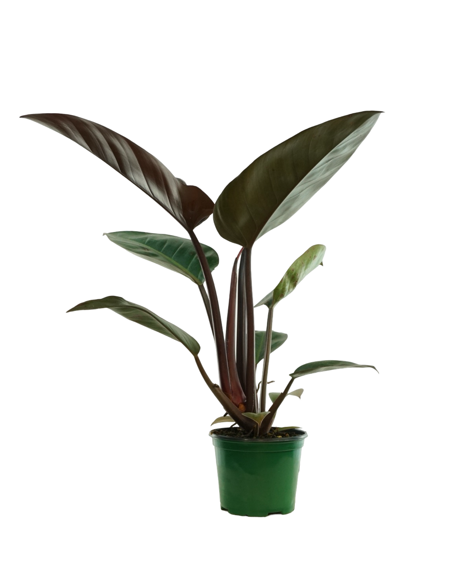 Philodendron 'Rojo Congo'