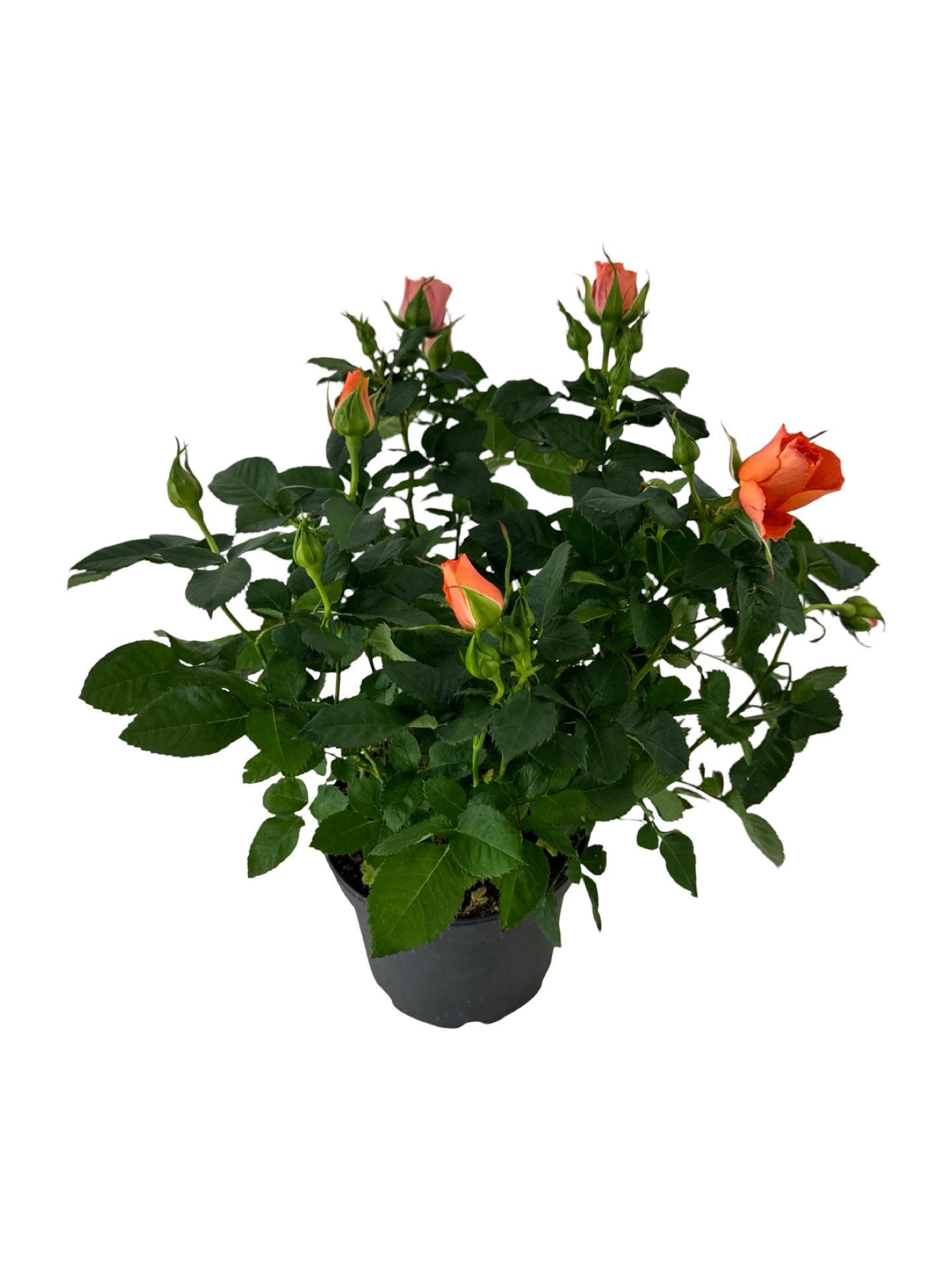 Rosa assorted 'Mini' - House Plants