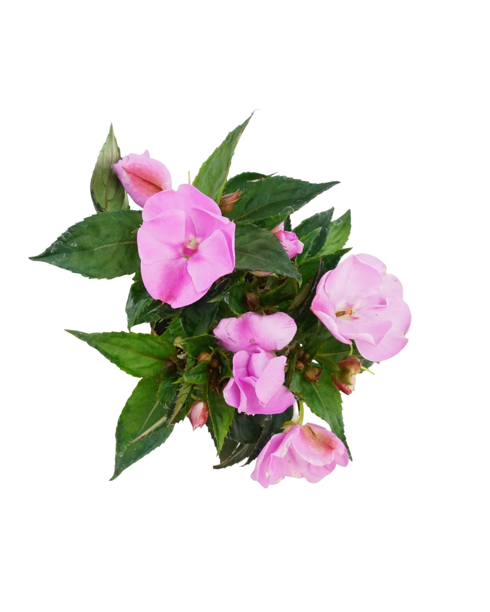 Sunpatiens 'Compact Lavender Splash' - Annuals