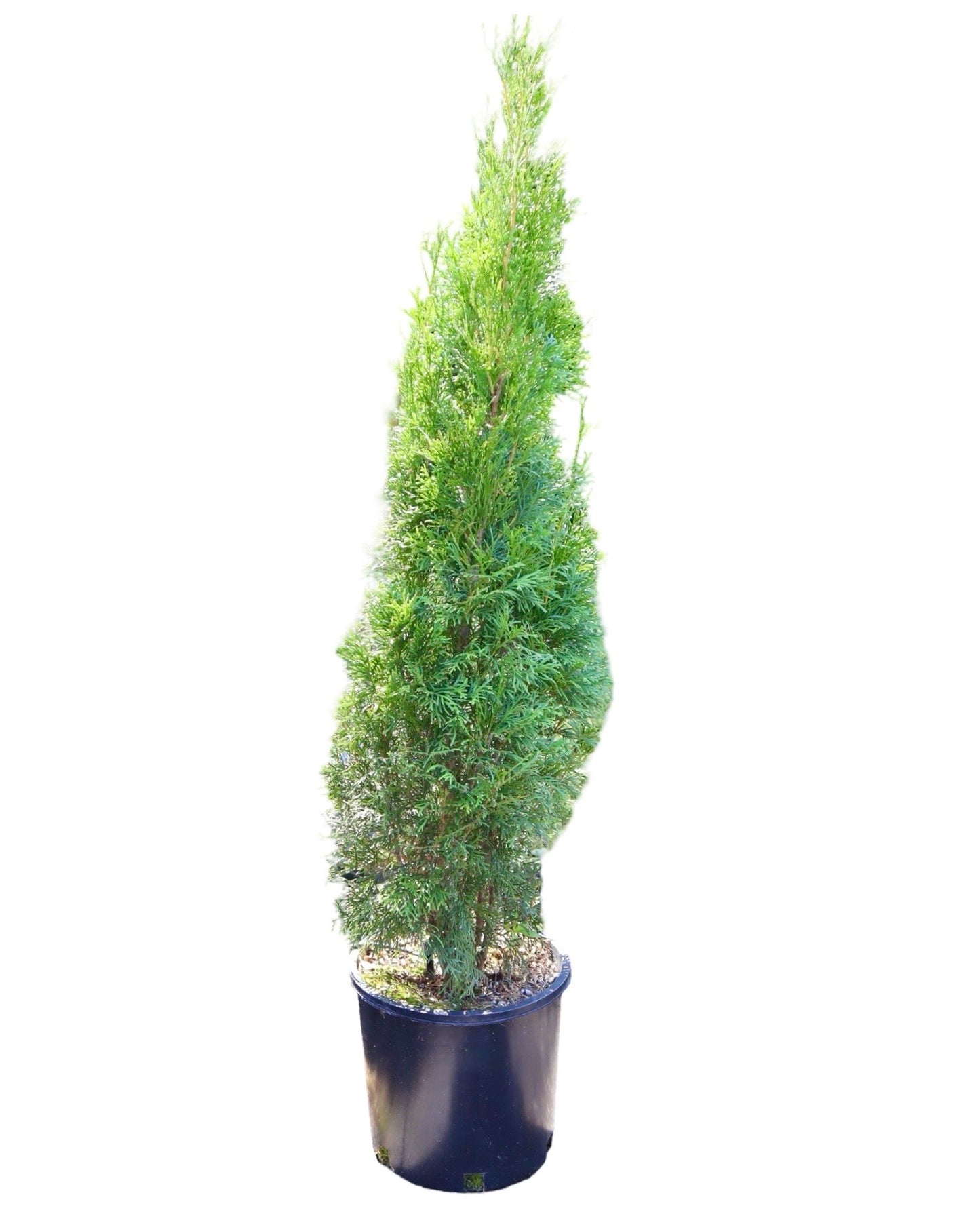Thuja occidentalis 'Smaragd' - Shrubs