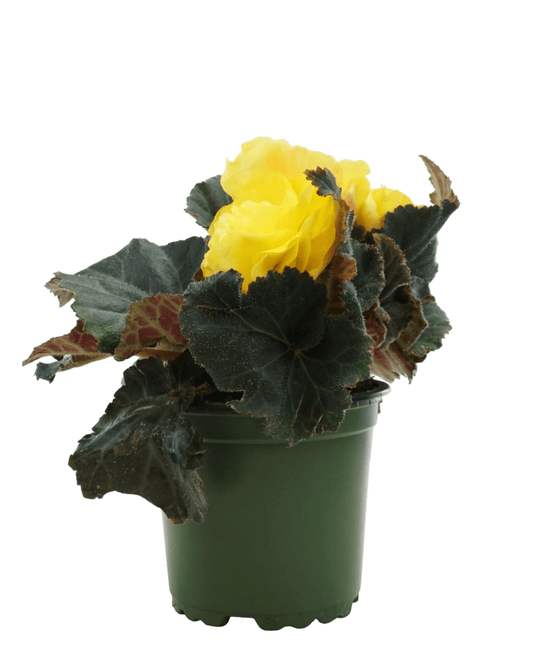 Begonia Nonstop Mocca 'Yellow' - The Garden Corner