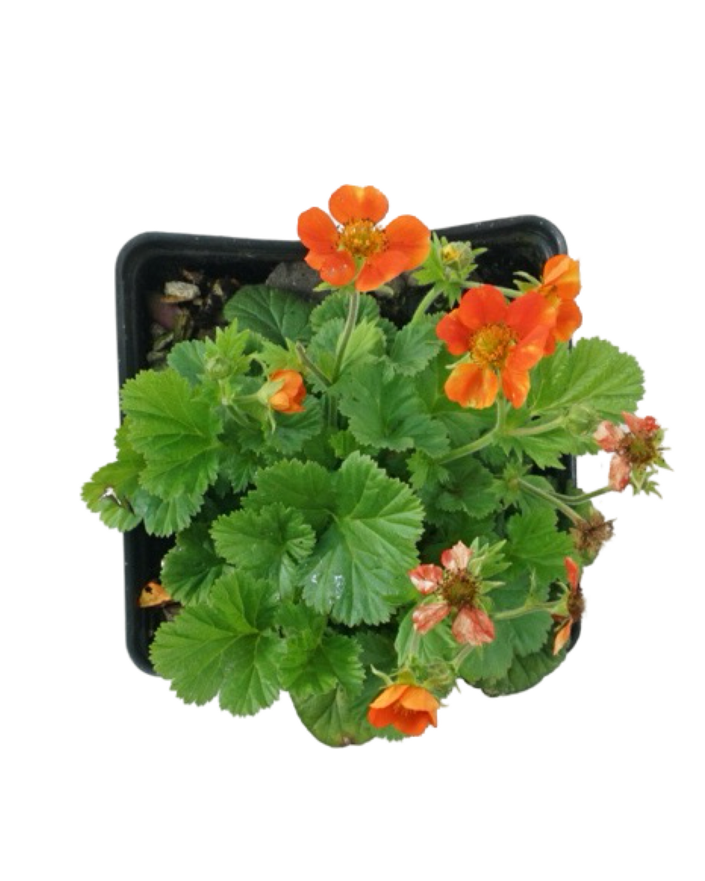 Geum coccineum 'Koi'