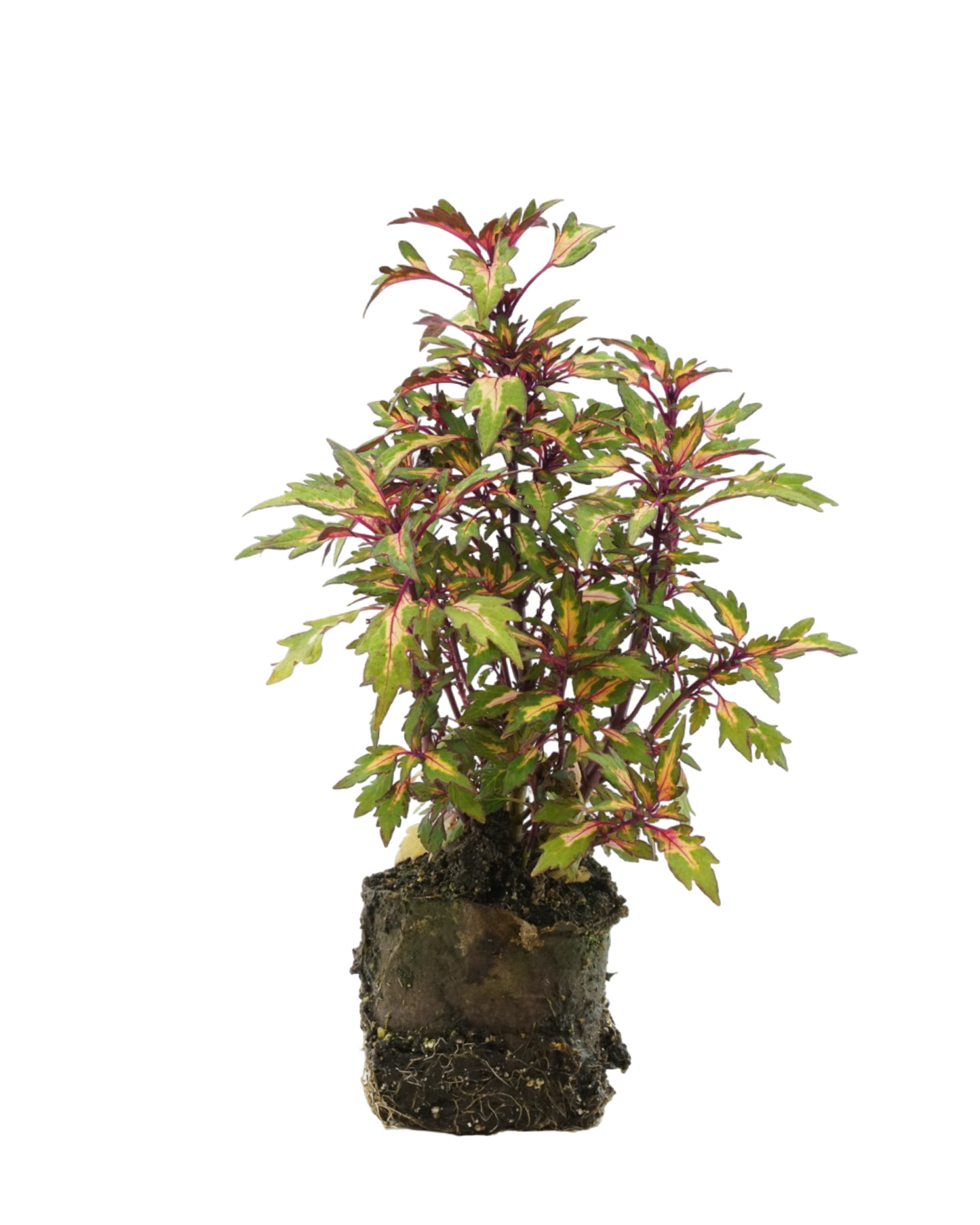 Coleus 'Down Town Miami Magic' - Annuals