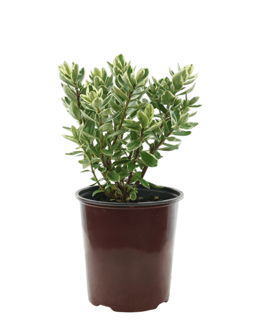 Hebe 'Katrina' - The Garden Corner