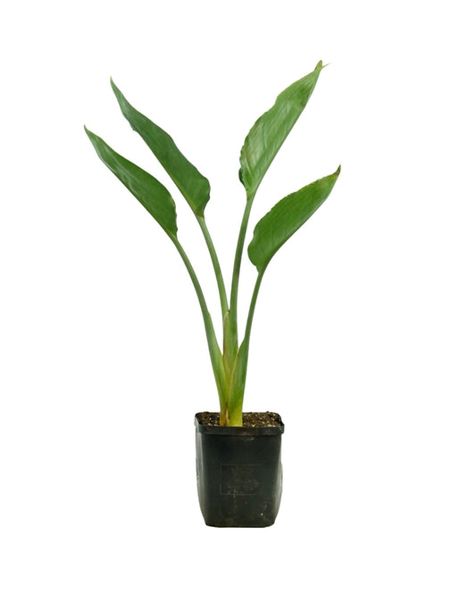 Strelitzia nicolai - The Garden Corner