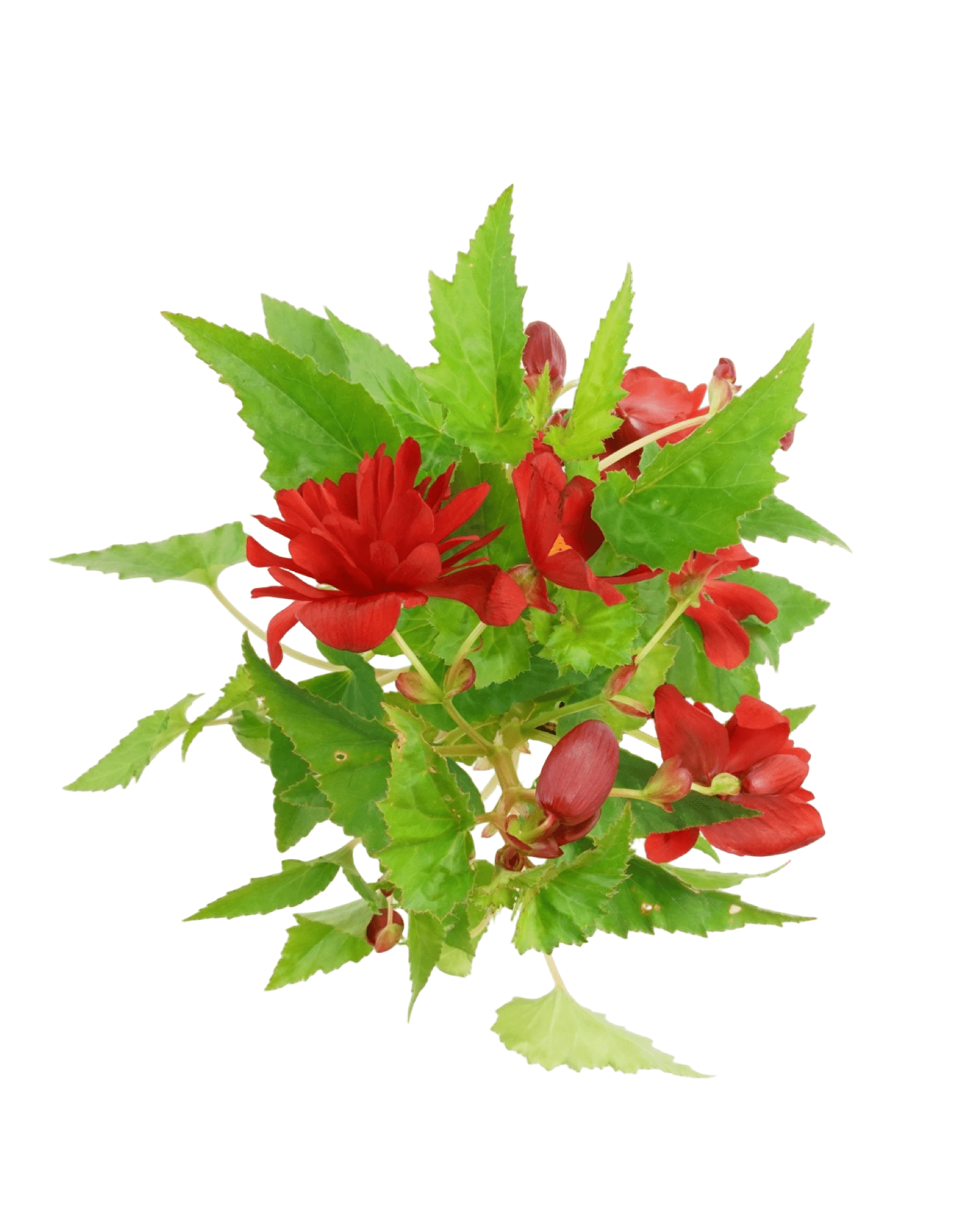 Begonia 'Illumination Scarlet' - The Garden Corner