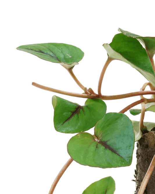 Lysimachia 'Sunburst' - The Garden Corner