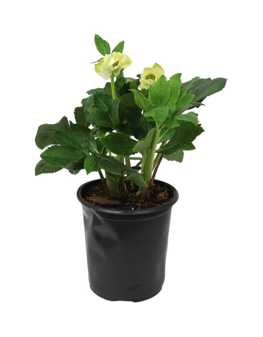 Helleborus x lemperii 'Winter Ballet Lisann' - The Garden Corner