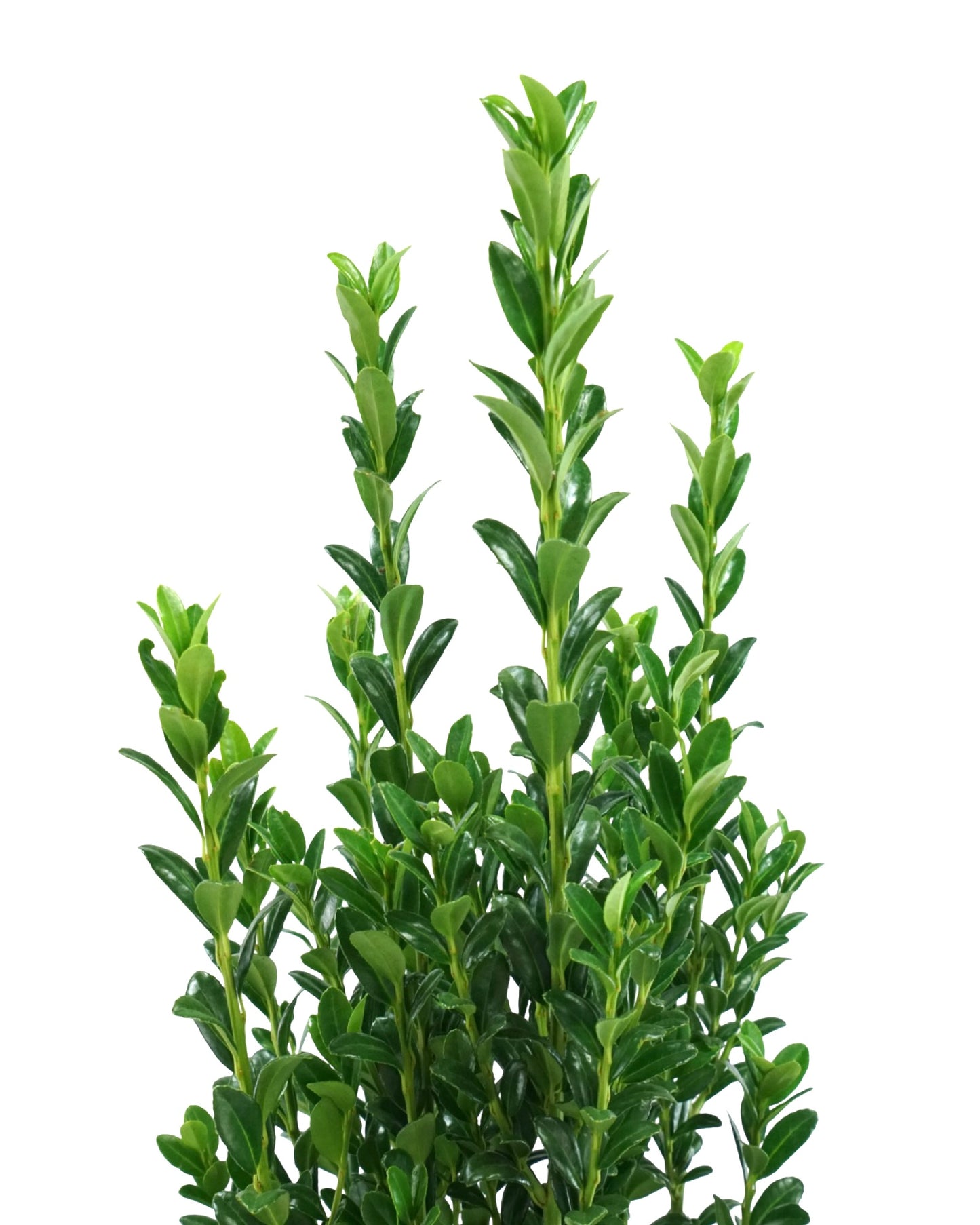 Ilex crenata 'Sky Pencil'