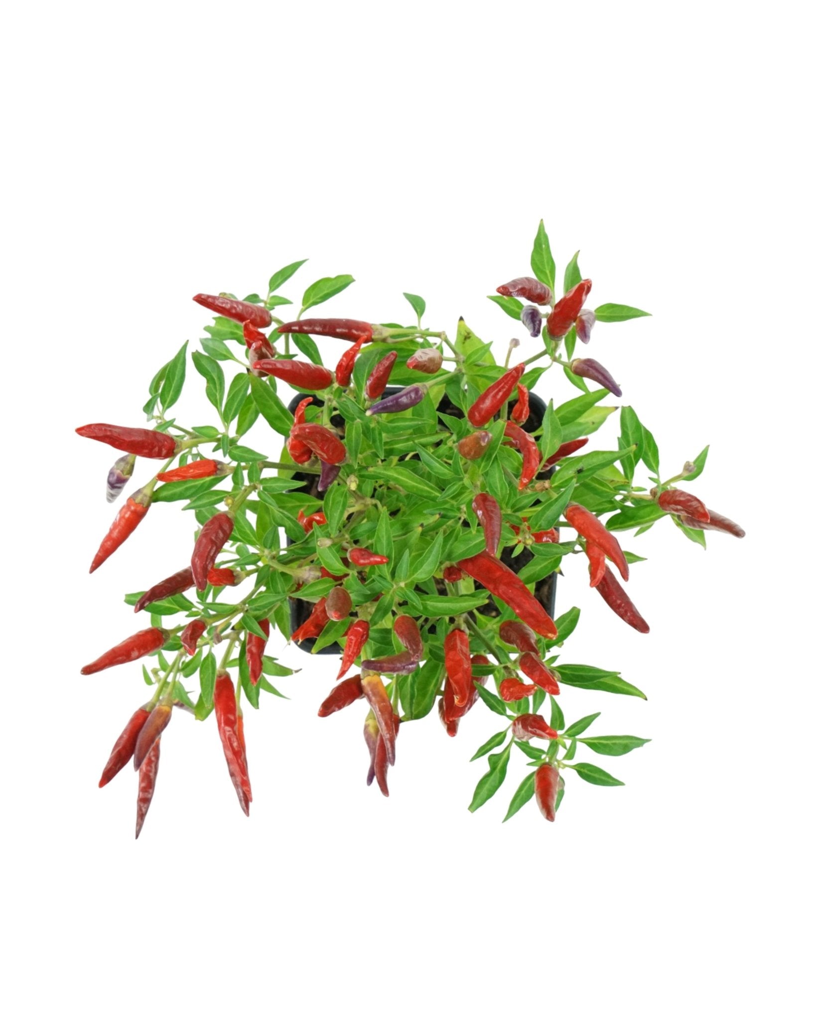 Capsicum annuum 'Sangria' - The Garden Corner