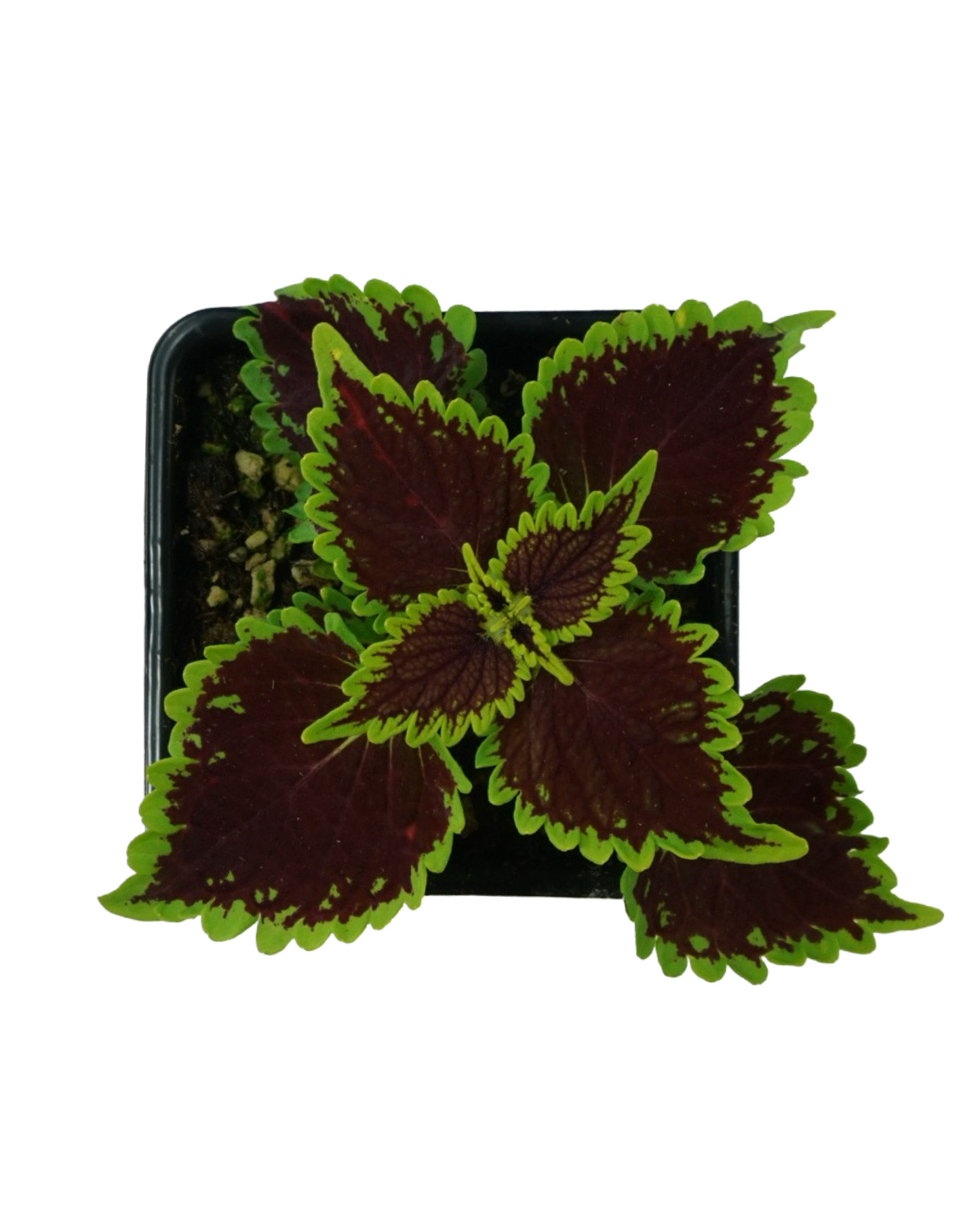 Coleus Main Street™ 'Bourbon Street'