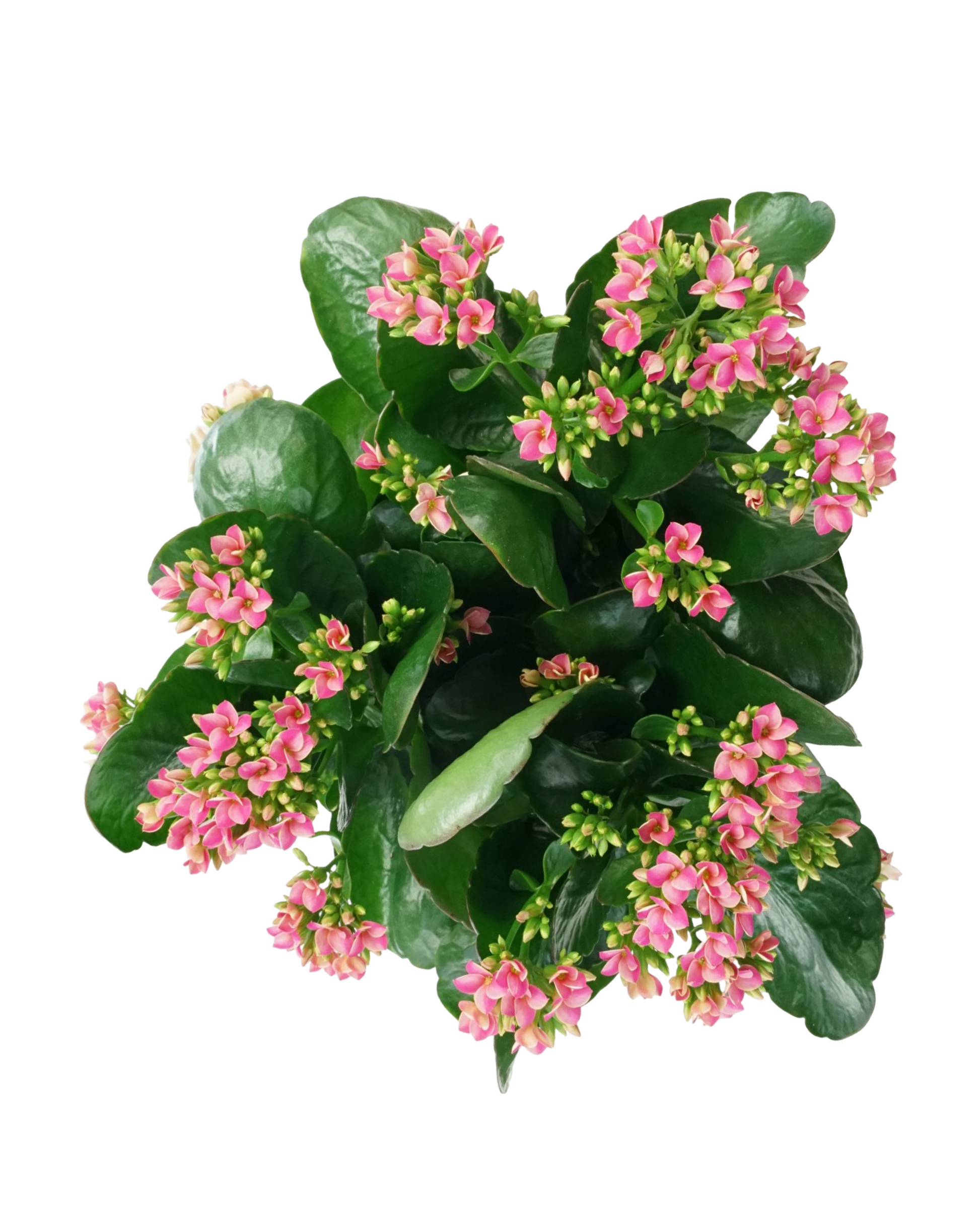 Kalanchoe Calandiva, Assorted - House Plants