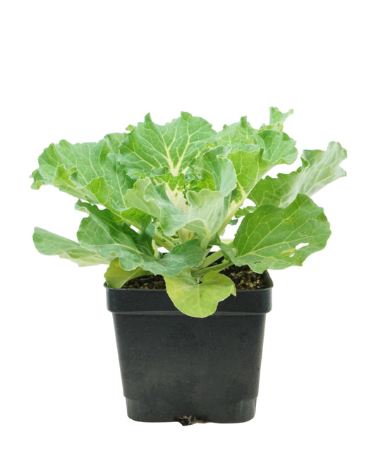 Cabbage 'Osaka IQ White'