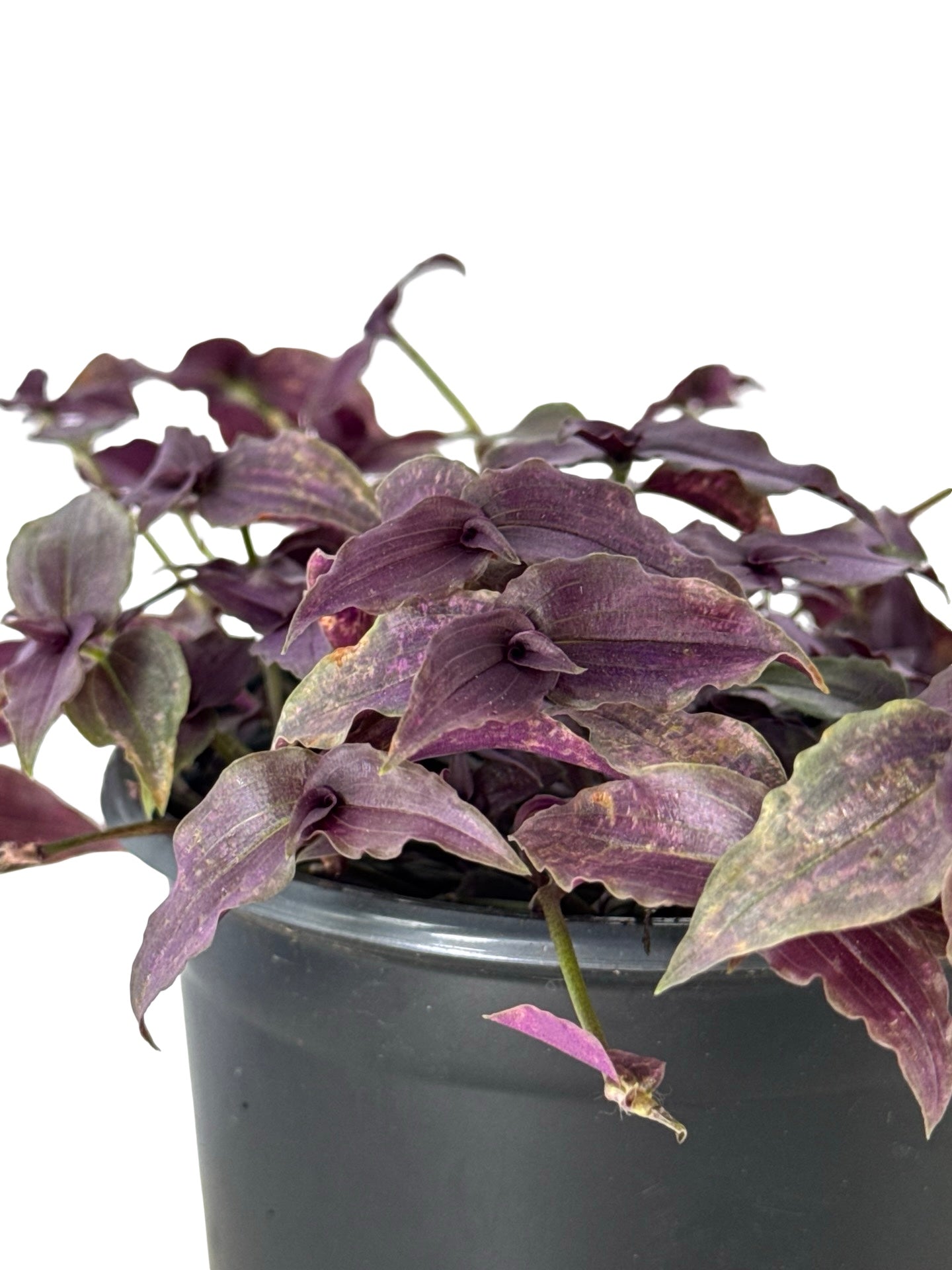Gibasis geniculata - House Plants