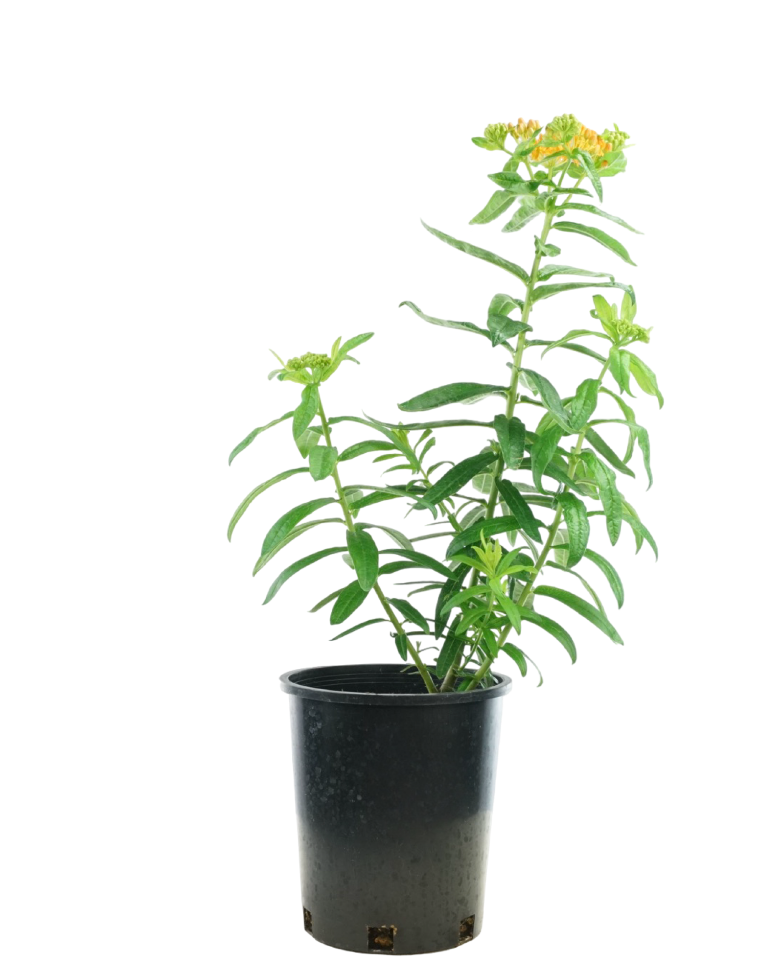 Asclepias tuberosa - Perennials