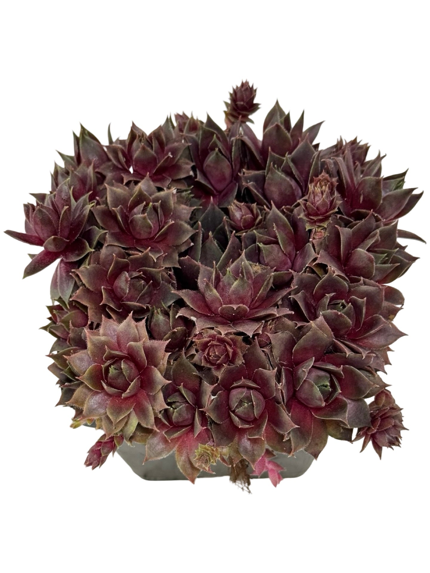 Sempervivum 'Silverine' - Groundcovers