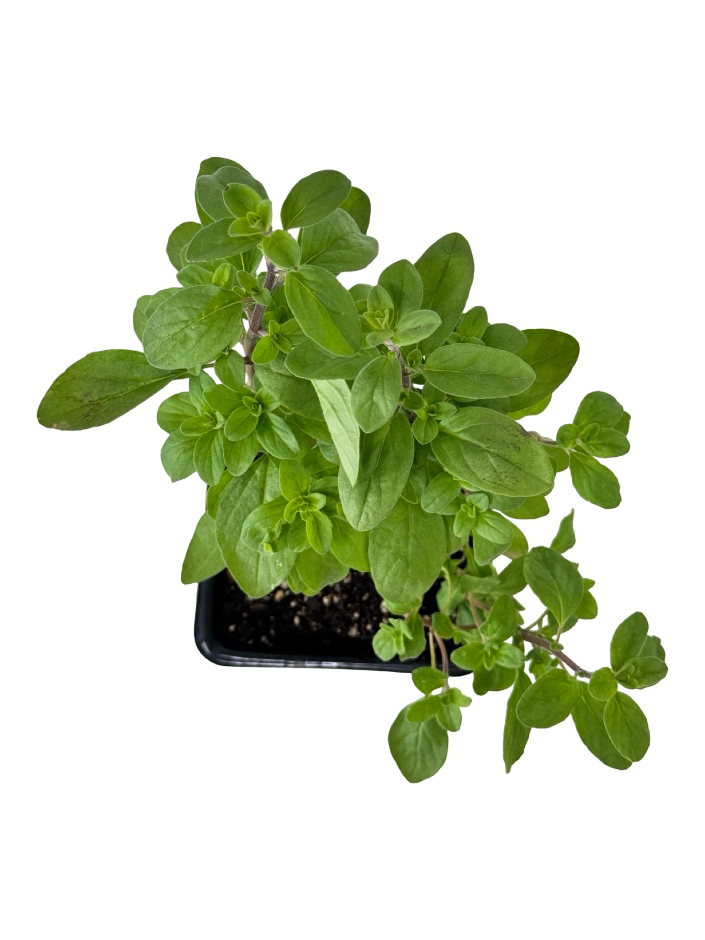 Marjoram 'Sweet' - Herbs and Vegetables