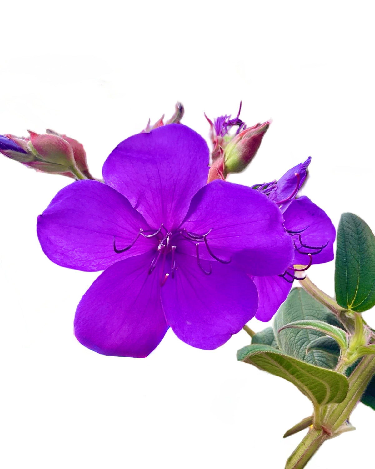 Tibouchina urvilleana - Tropical Plants
