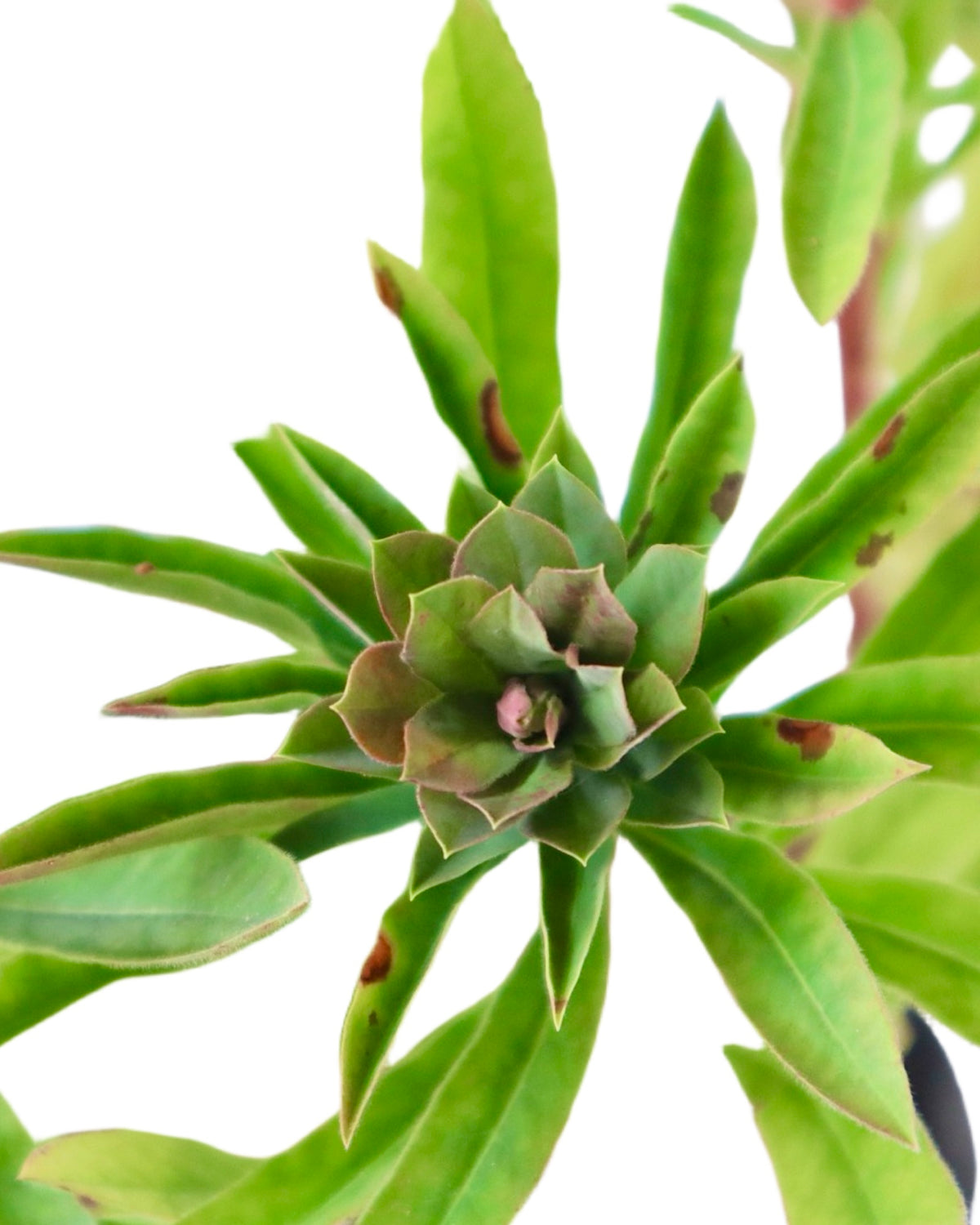 Euphorbia x martinii 'Red Martin' - Perennials