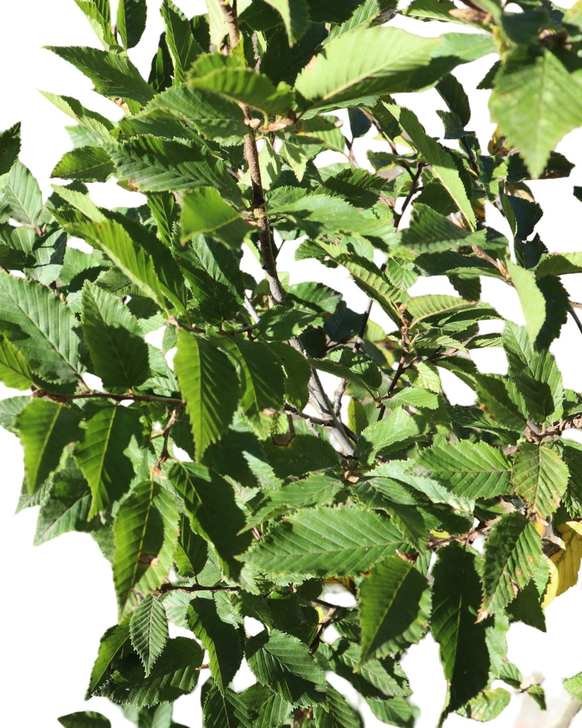 Carpinus betulus 'Fastigiata' - Trees