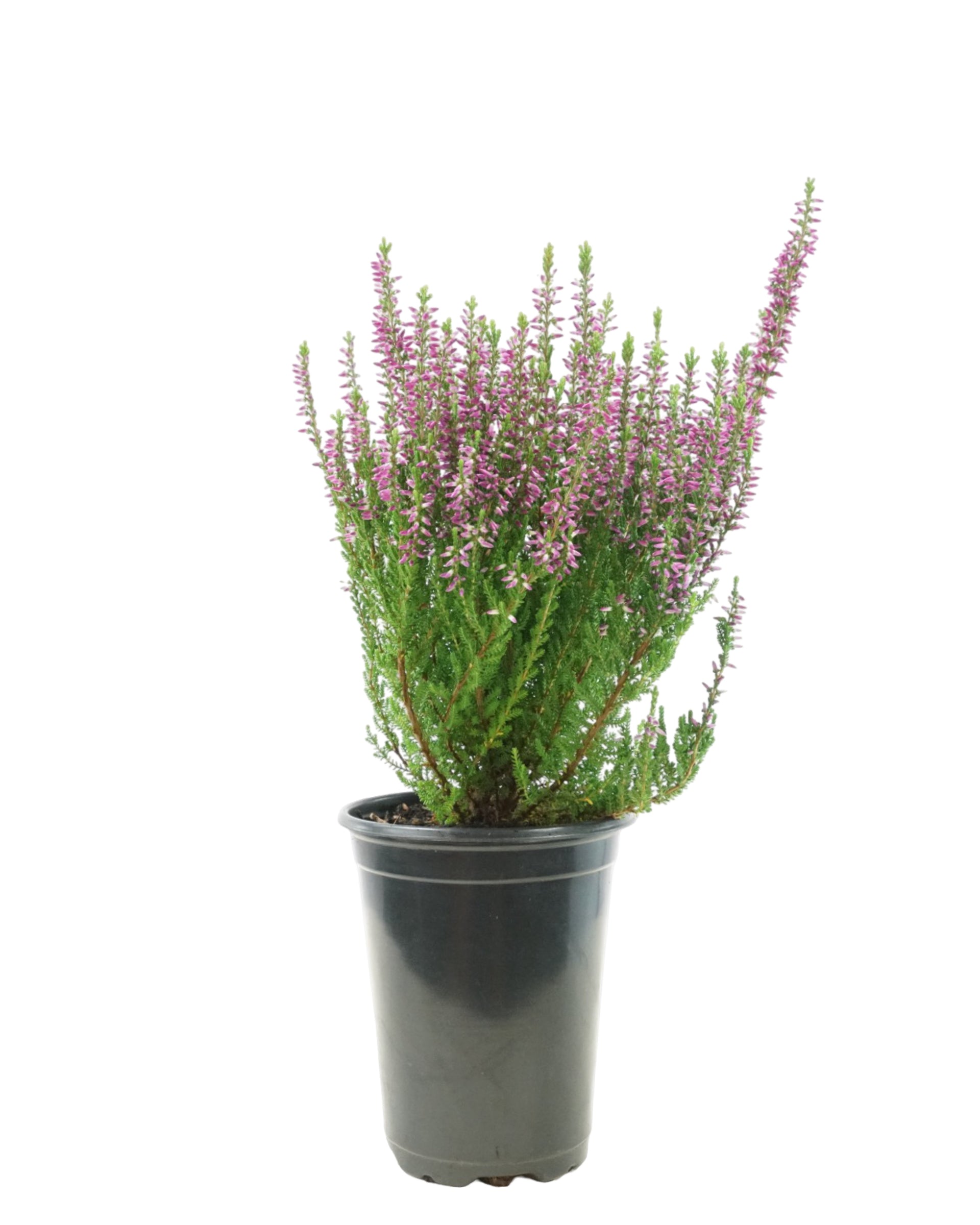 calluna heather plant indoor Scotch Heather 'Linda'