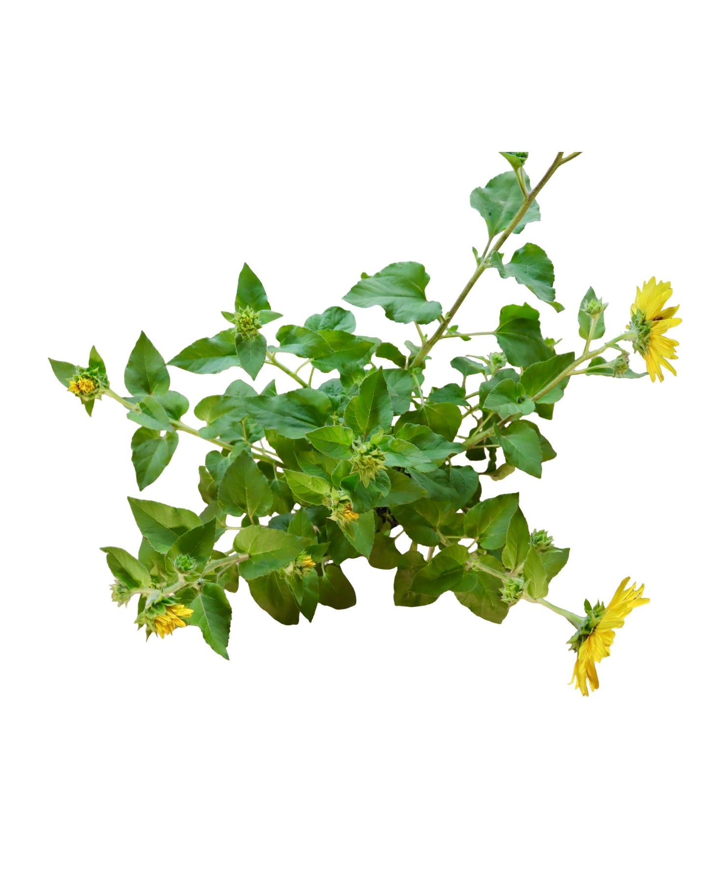 Helianthus 'Sunfinity' - Annuals