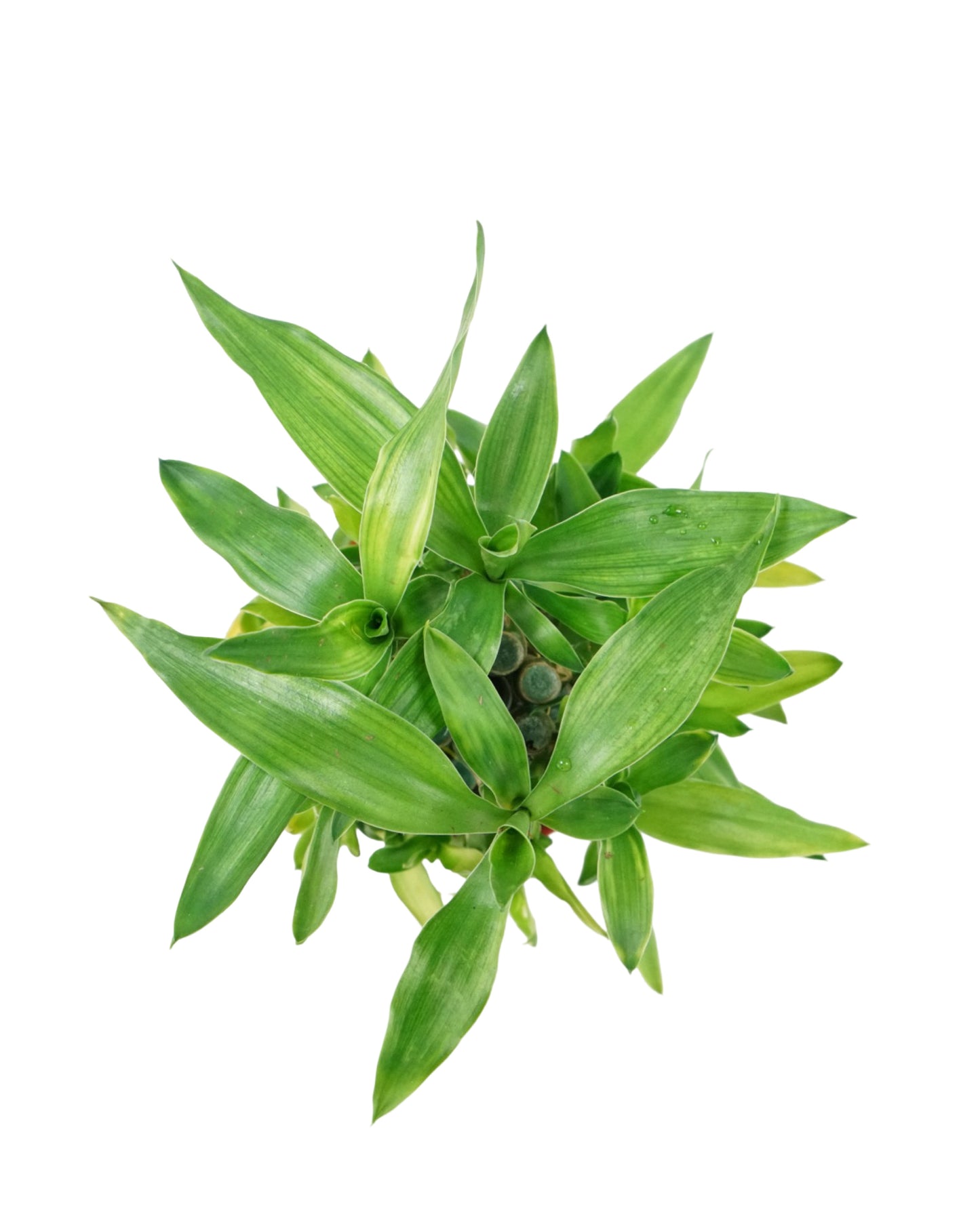 Dracaena sanderiana