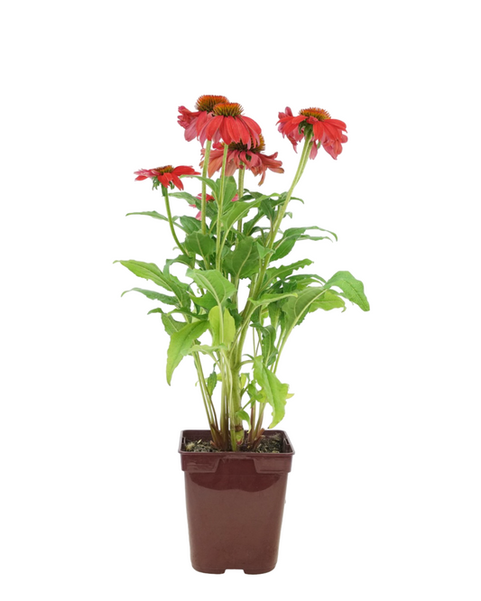 Echinacea Artisan 'Red Ombre'