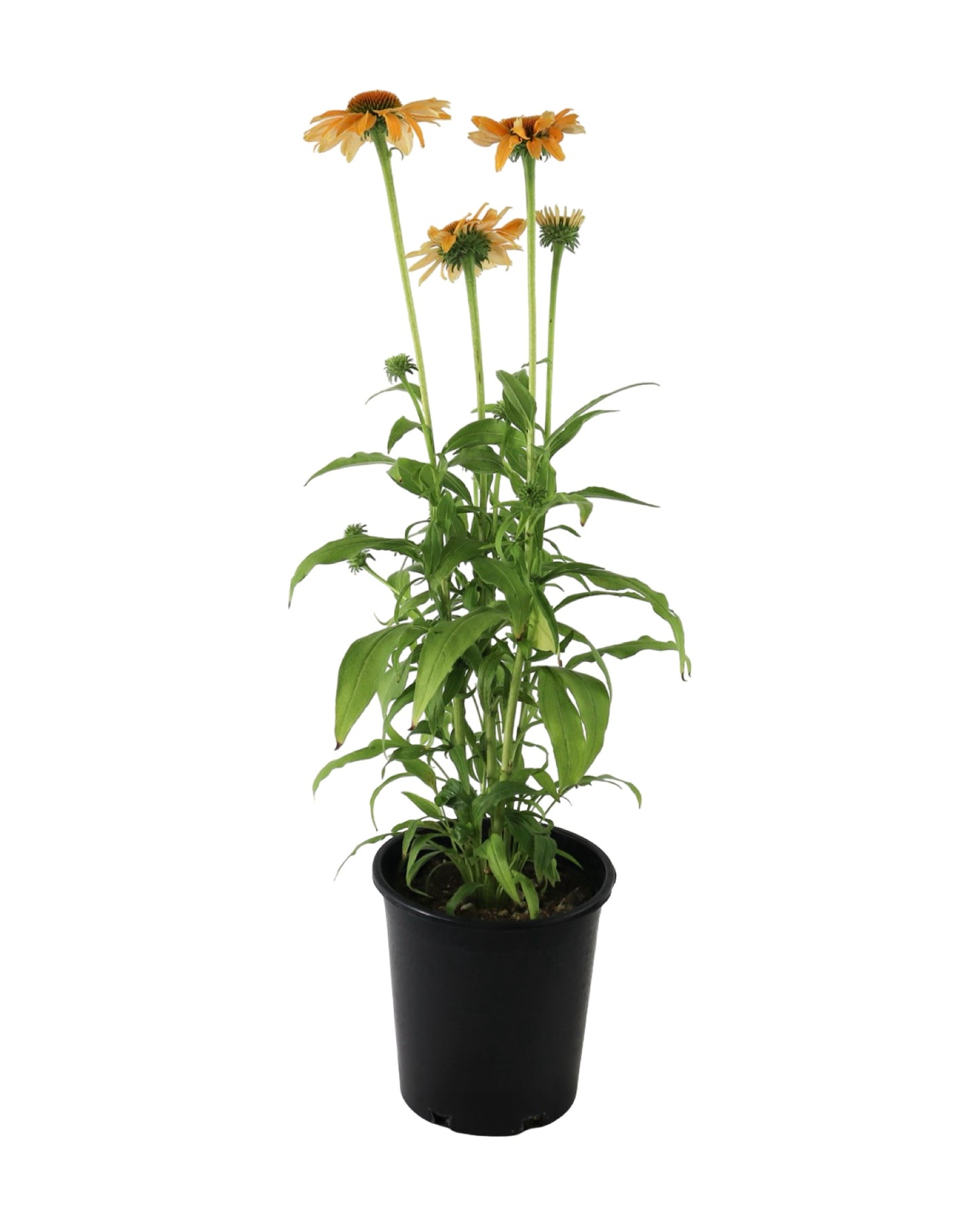 Echinacea SunMagic® Vintage Mango - Perennials