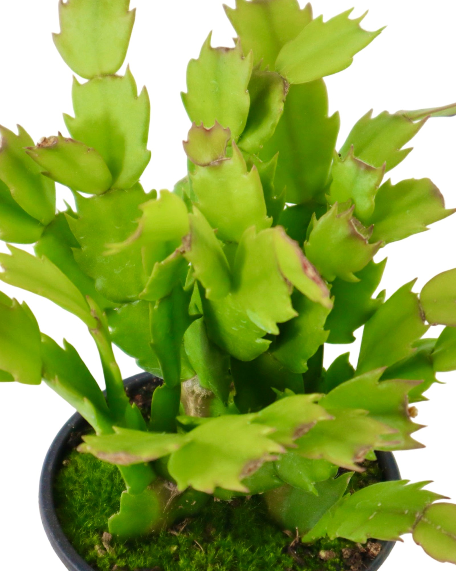 Schlumbergera 'Purple Flame' - House Plants