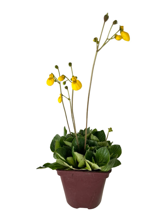 Calceolaria biflora 'Goldcap' - Perennials