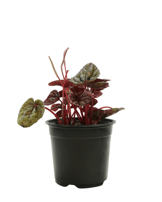 Peperomia caperata 'Luna Grey' - The Garden Corner