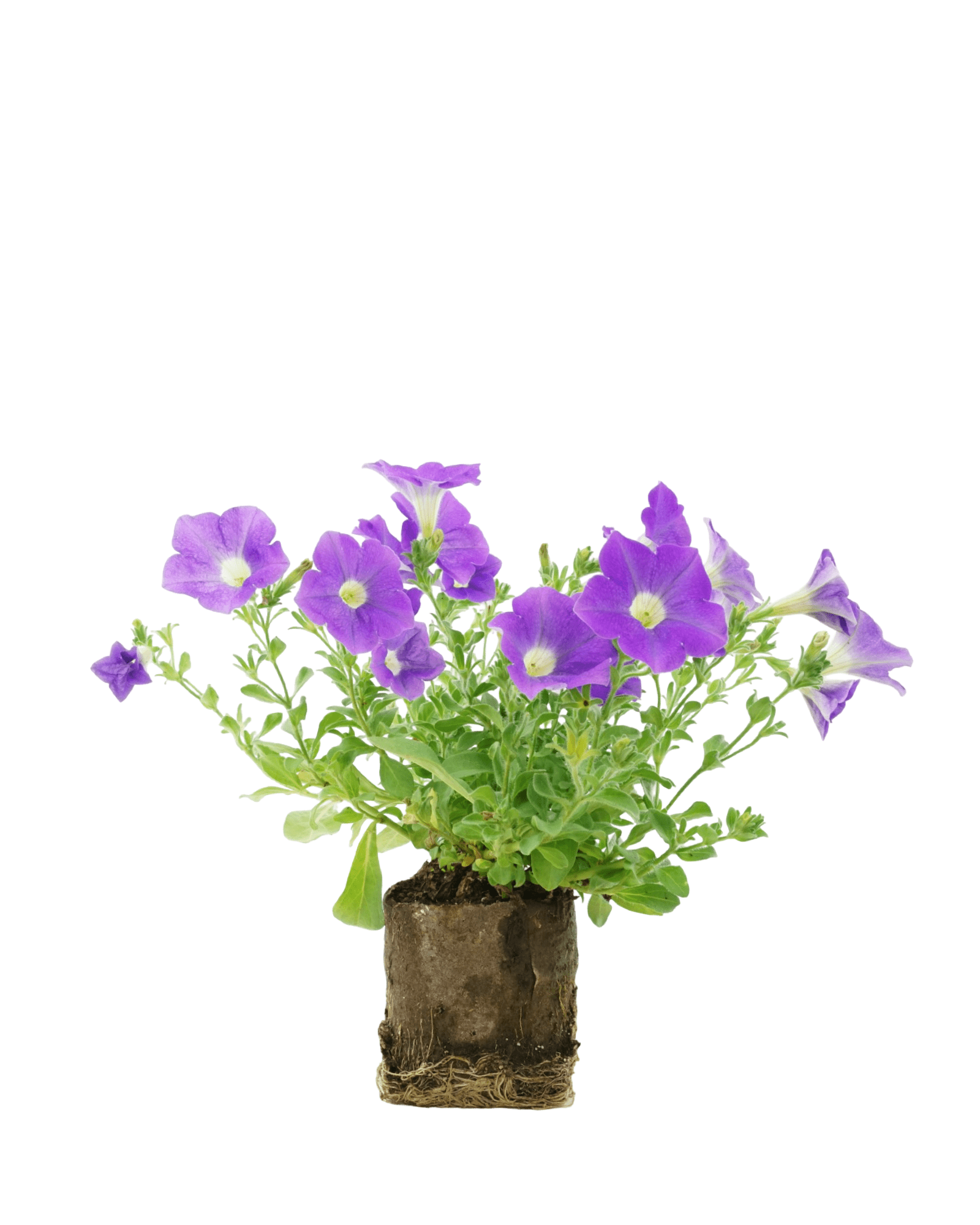Petunia 'Surfinia Sky Blue' - The Garden Corner