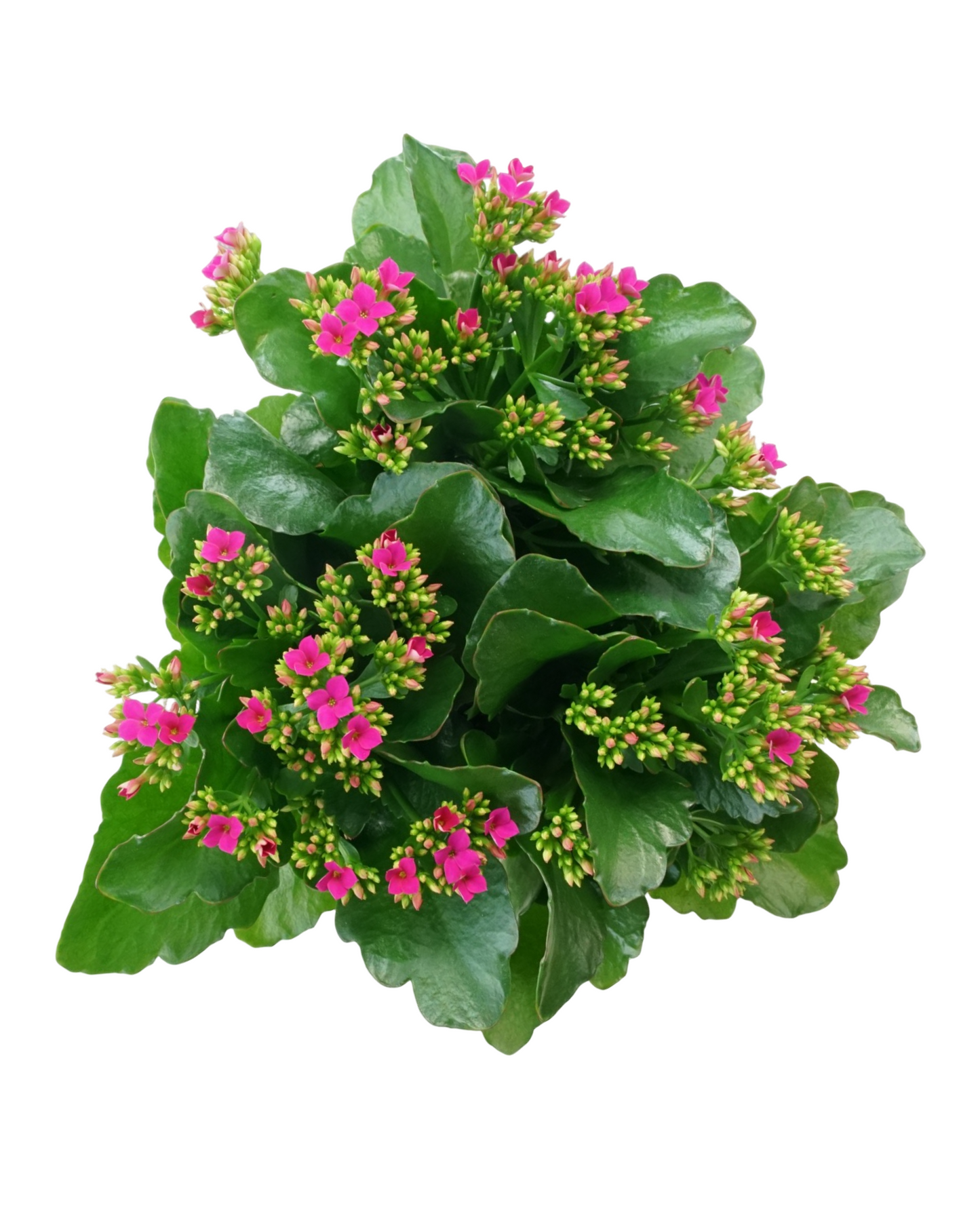 Kalanchoe Calandiva, Assorted - House Plants