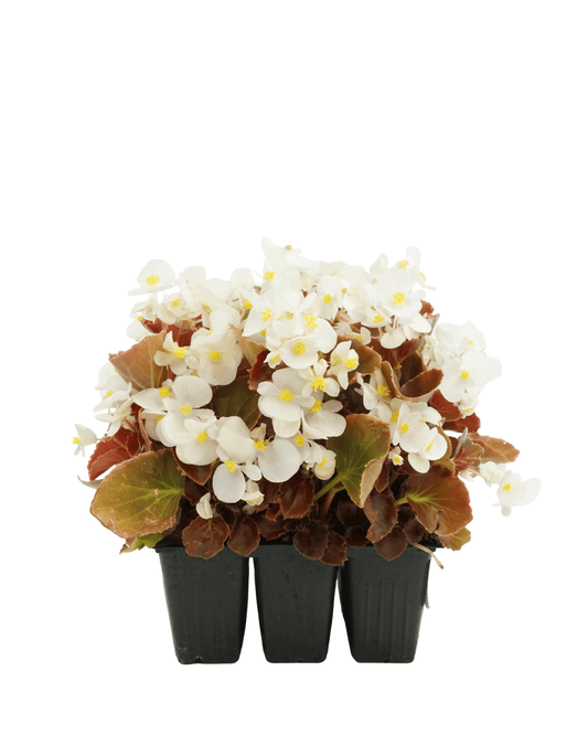 Begonia 'Cocktail Bronze Whiskey' - The Garden Corner