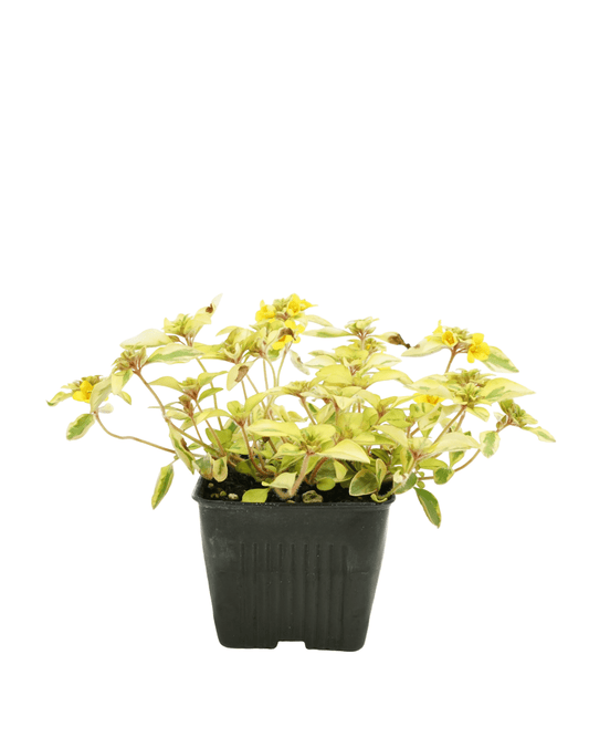 Lysimachia 'Waikiki Sunset' - The Garden Corner