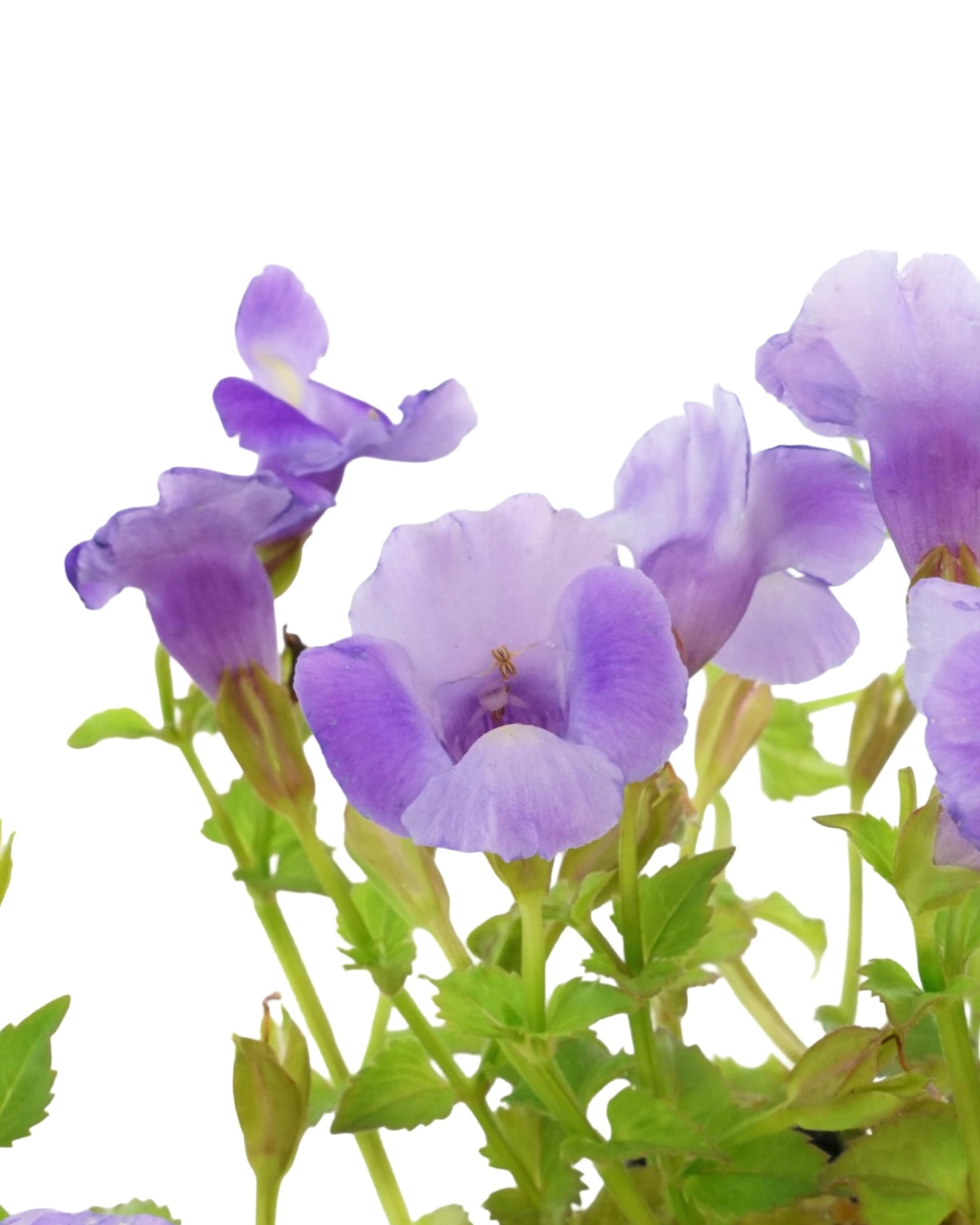 Torenia 'Summer Wave Large Blue' - Annuals