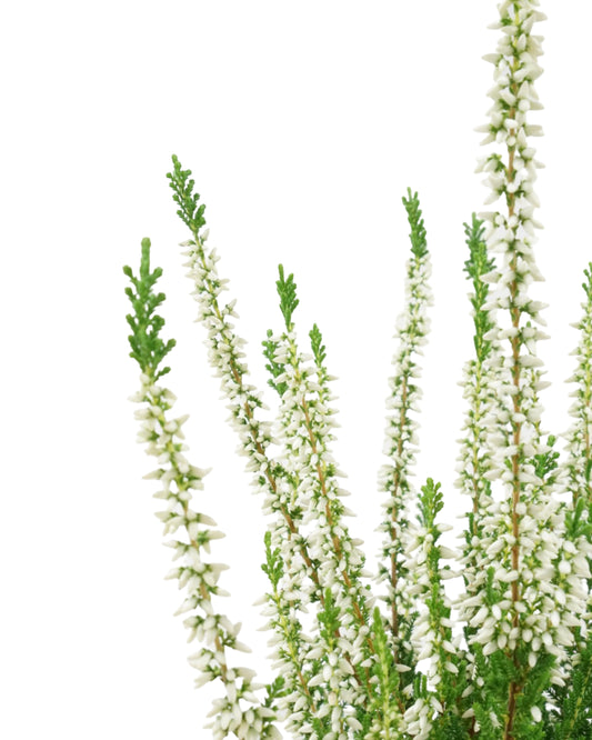 Calluna vulgaris 'Venus'