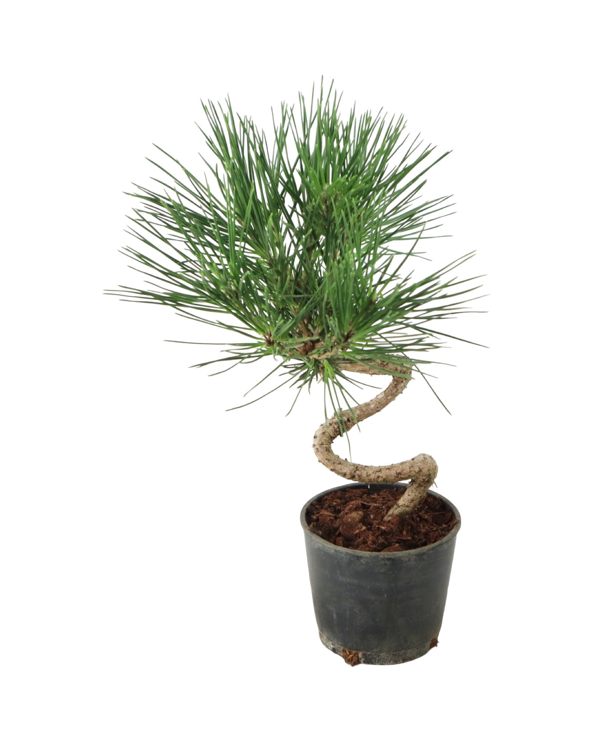 Pinus thunbergii 'Twisty' - Shrubs
