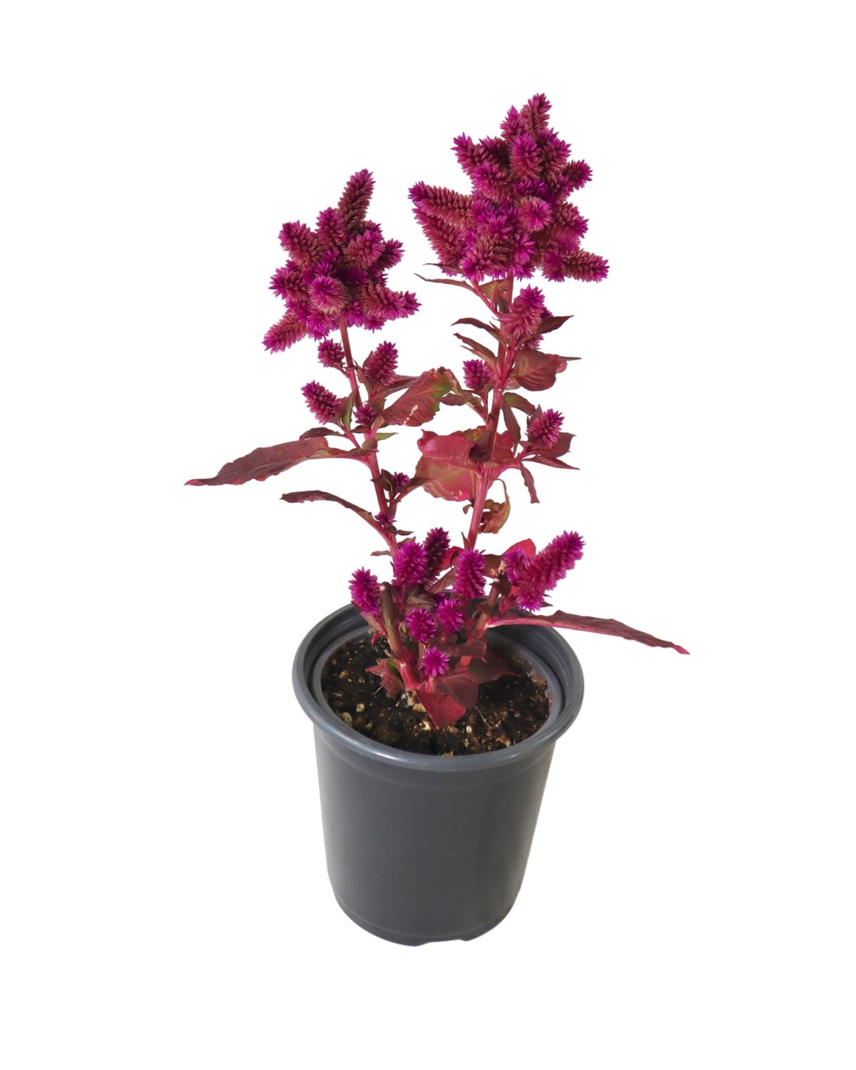 Celosia venezuela - Annuals