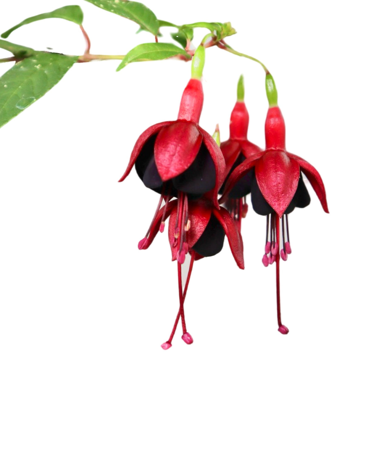 Fuchsia hybrida 'DebRon's Black Cherry' - Perennials