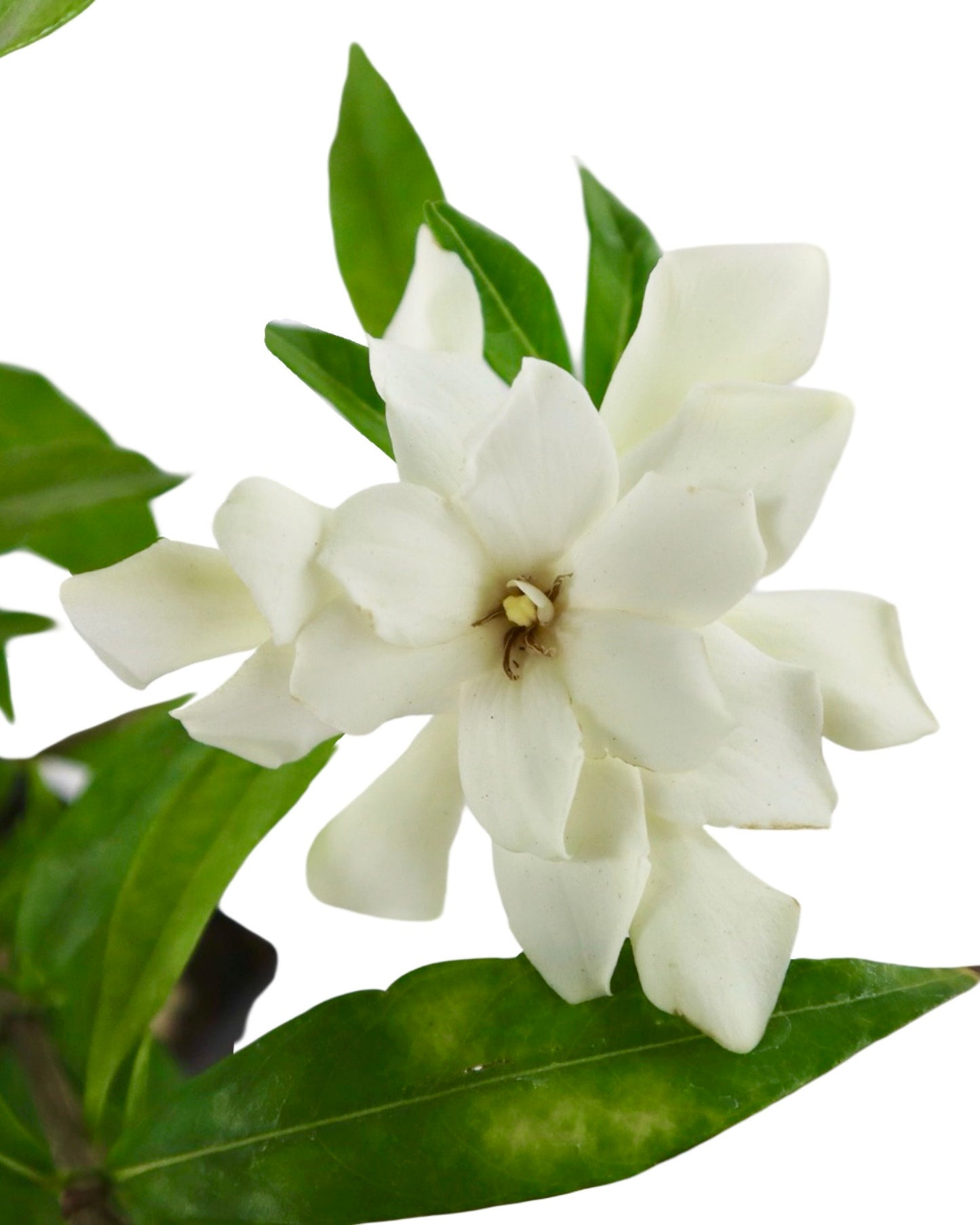 Gardenia jasminoides 'Frost Proof ' - Shrubs