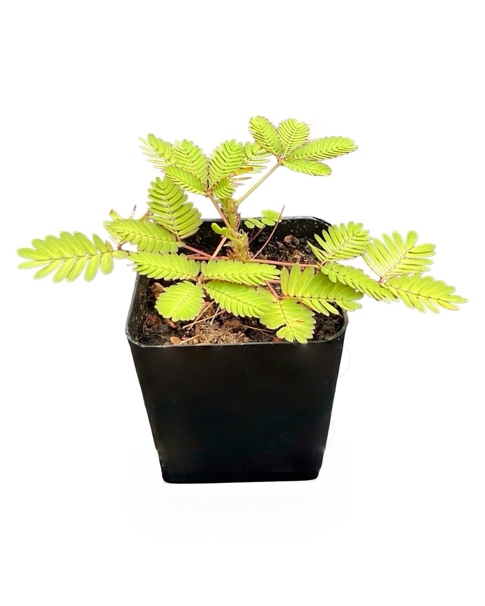 Mimosa pudica - House Plants