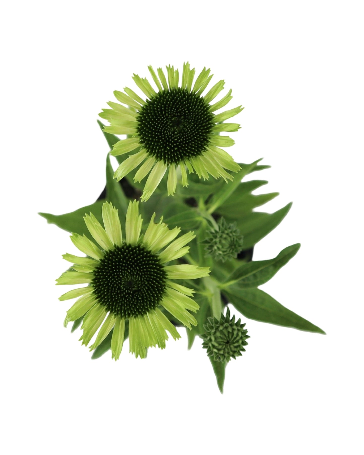 Echinacea 'Green Jewel' - Perennials