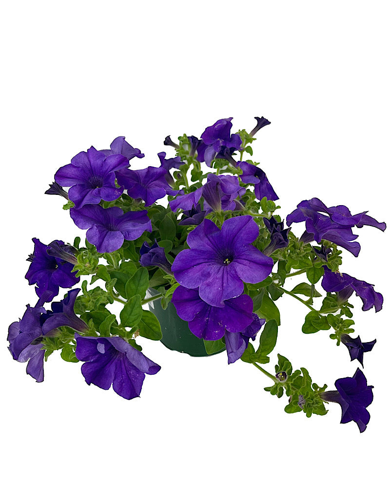 Petunia 'Surfinia Giant Blue'