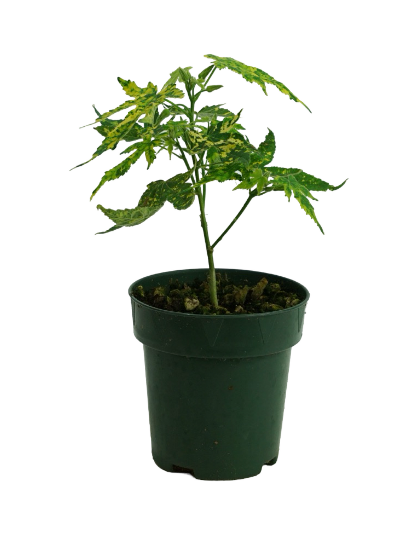 Abutilon pictum 'Thompsonii'