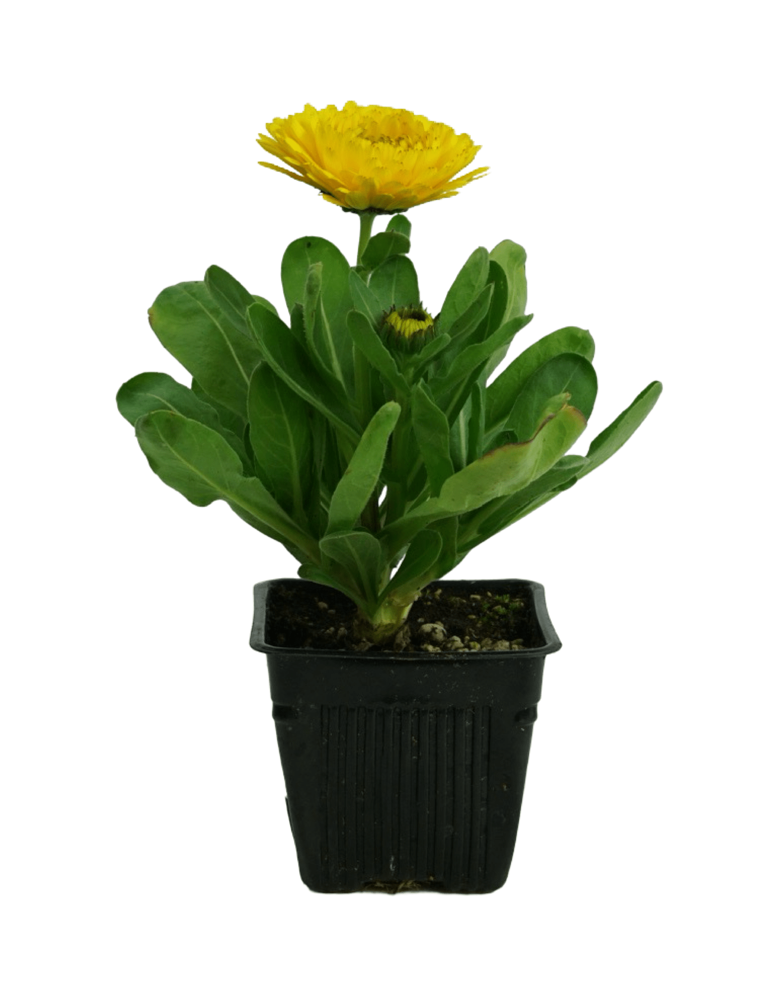 Calendula Bon Bon Mix - Annuals