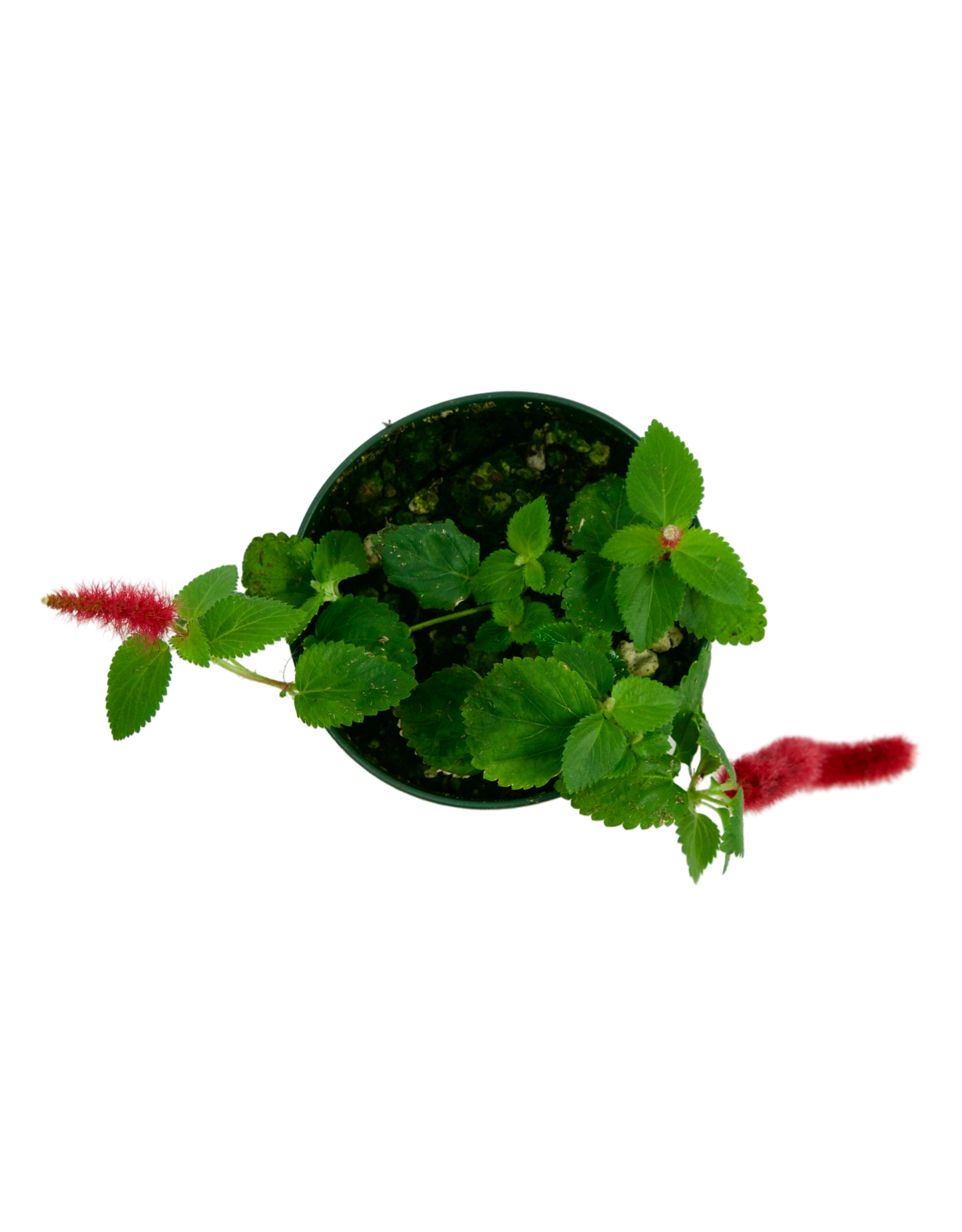 Acalypha hispida