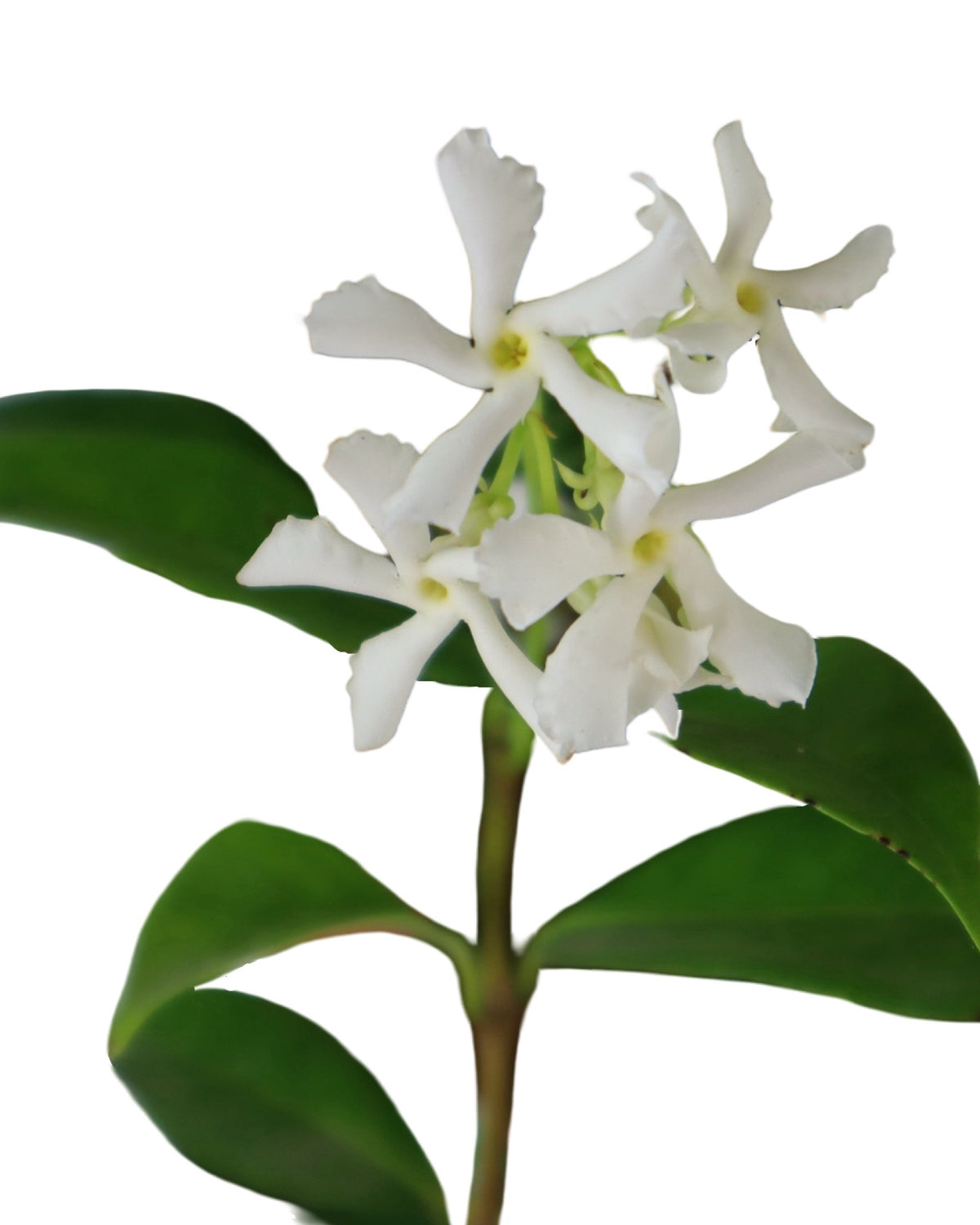 Trachelospermum jasminoides - Shrubs