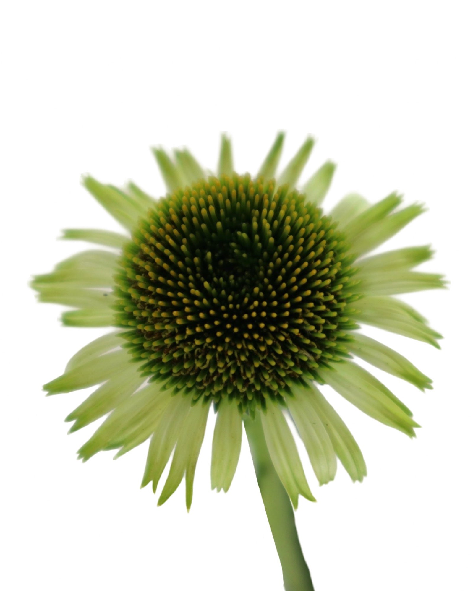 Echinacea 'Green Jewel' - Perennials